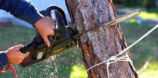 Best Tree Cabling and Bracing  in Mathis, TX