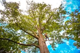 Best Stump Grinding and Removal  in Mathis, TX