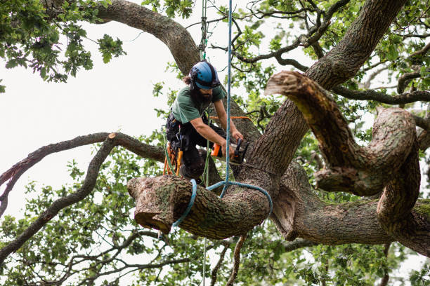 Best Tree Preservation Services  in Mathis, TX