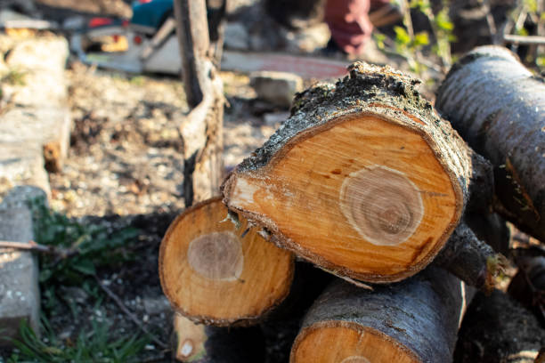 How Our Tree Care Process Works  in  Mathis, TX