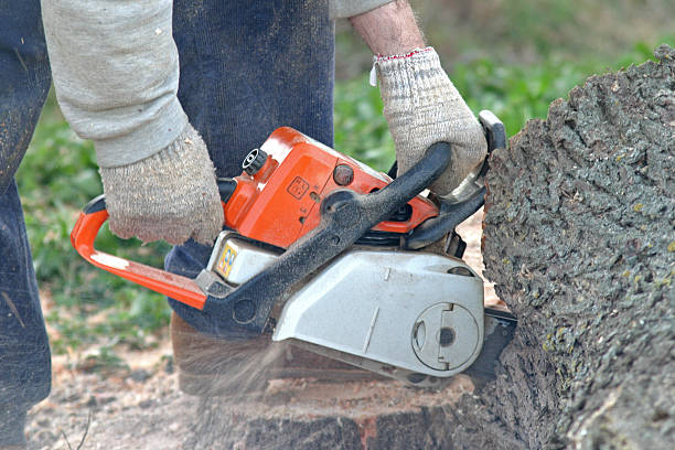 Best Tree Removal Service  in Mathis, TX