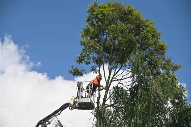 Best Root Management and Removal  in Mathis, TX