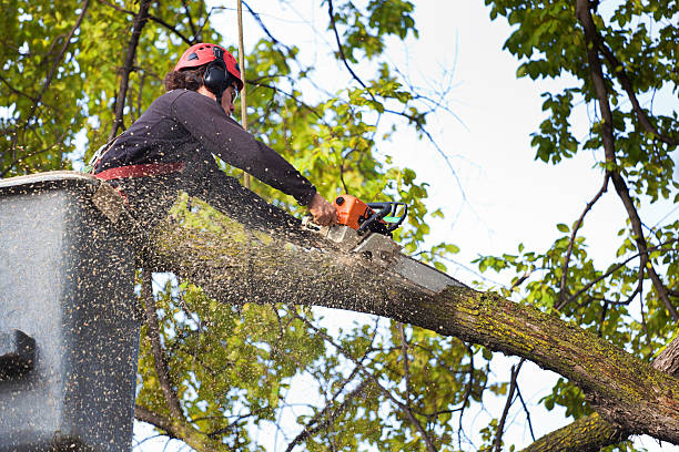 Best Tree Disease Treatment  in Mathis, TX