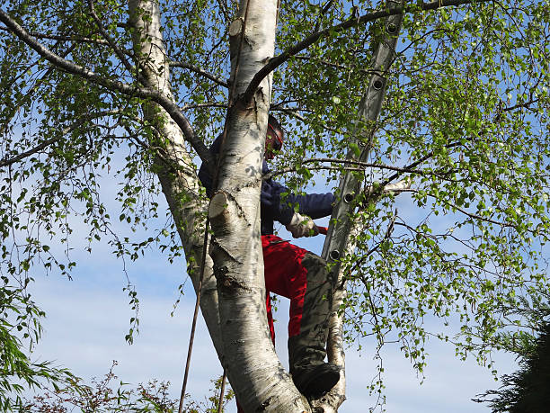 Best Leaf Removal  in Mathis, TX