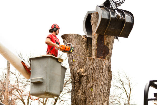 Best Tree Maintenance Programs  in Mathis, TX